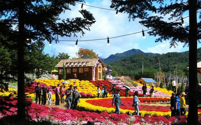 인제 가을꽃 축제