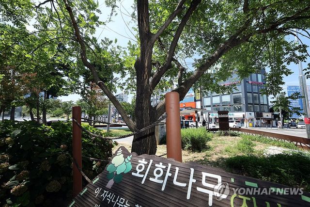 5·18 역사 간직한 회화나무 후계목