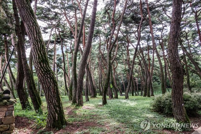 청령포 소나무 숲