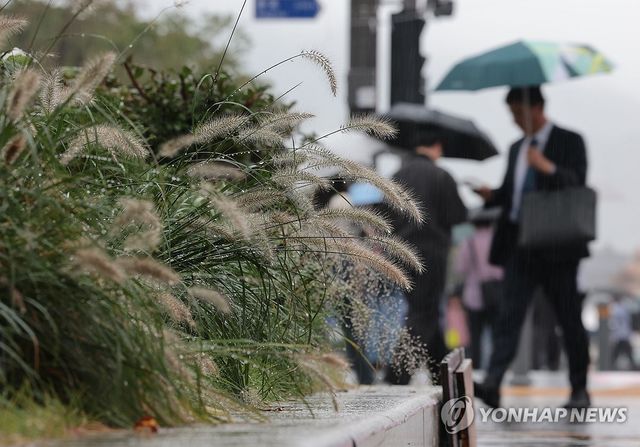 수크령에 맺힌 가을비