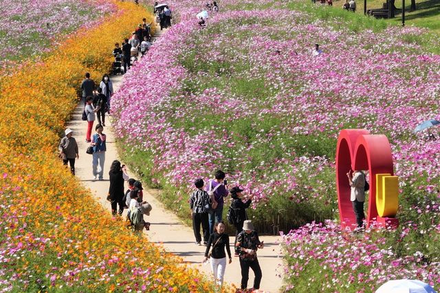 지난해 만개한 창릉천 코스모스