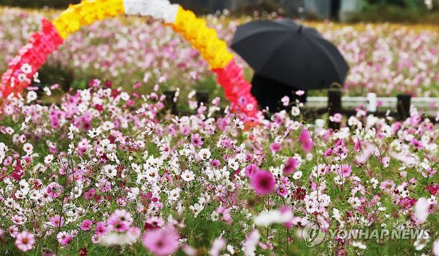 가을비와 코스모스