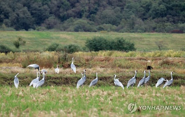 철원평야 찾은 겨울 진객 재두루미