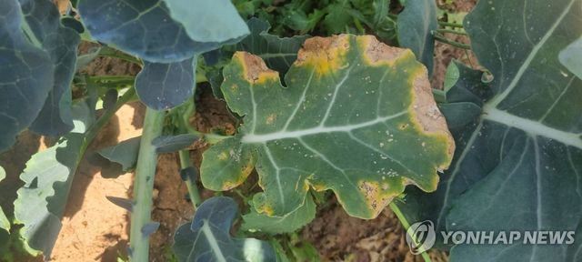 브로콜리 검은썩음병