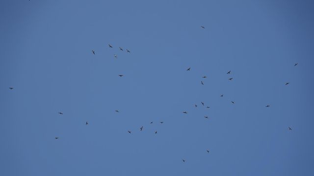 대전에서 집단으로 이동 중인 왕새매 모습