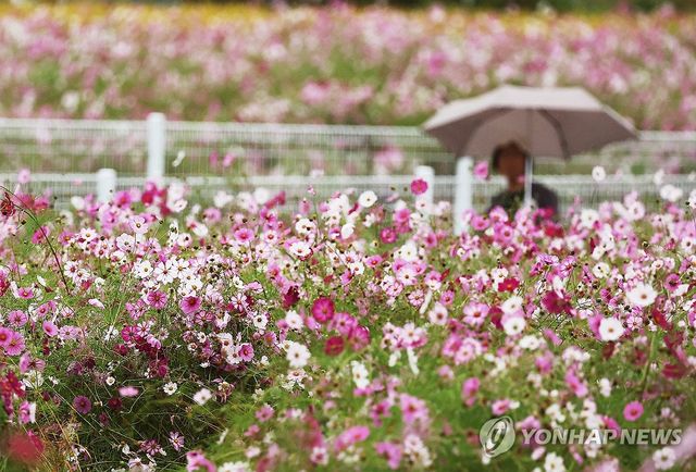 가을비 내리는 풍경