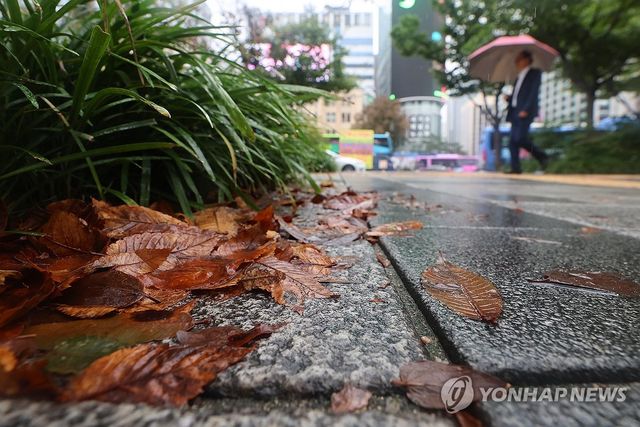 가을비에 젖은 낙엽