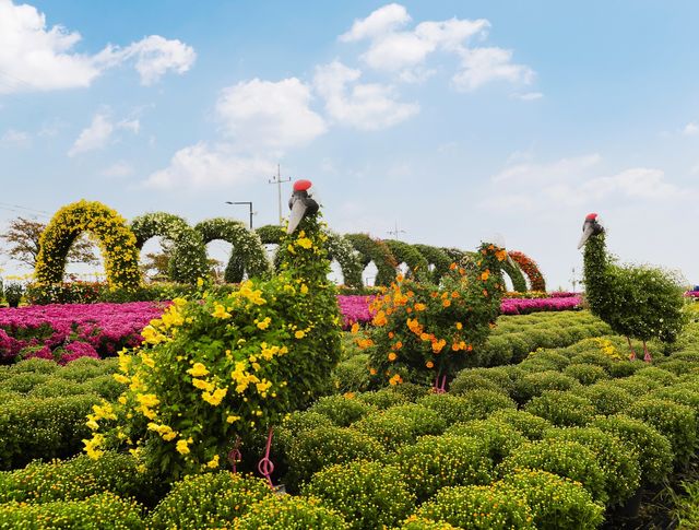연천 전곡리 유적지서 국화 축제