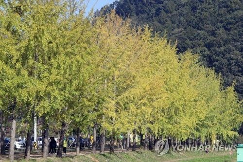 노랗게 물드는 은행나무