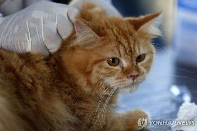 치료받는 고양이