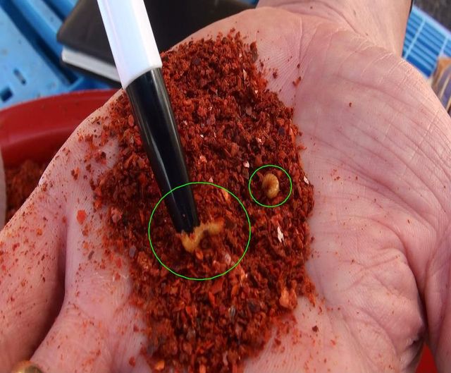 애벌레 나온 고춧가루