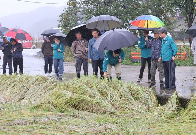 가을장마에 쓰러진 삼척지역의 논