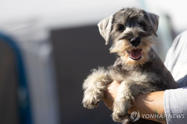 반려견(기사와 직접 관련 없음)