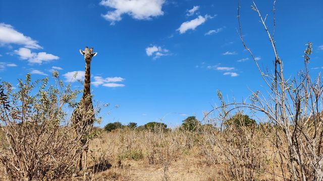 2023년 6월 25일(현지시간) 보츠와나 초베 국립공원의 기린