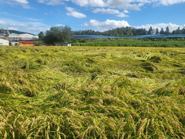 수확 못 한 채 쓰러져 있는 벼