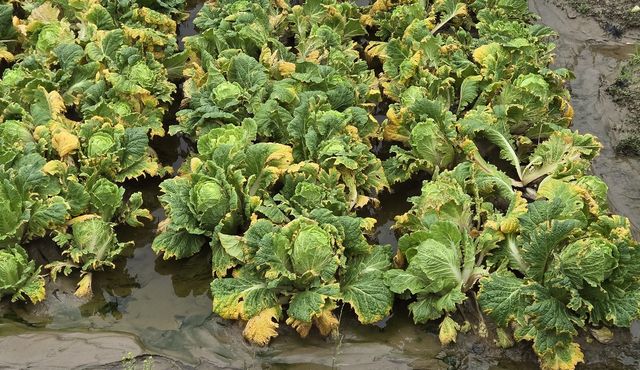 강릉 송정 들녘의 배추밭