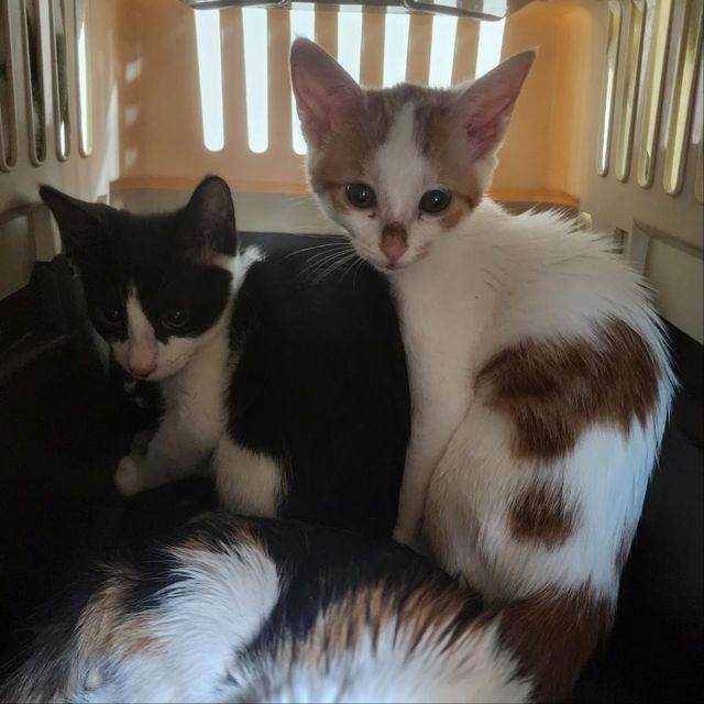 A씨 거주지에서 발견된 고양이