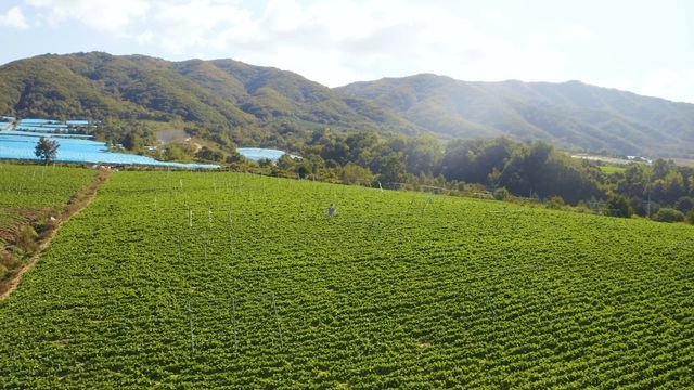 양구 시래기 재배 단지