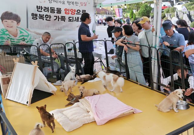 임실N치즈축제 유기 동물 입양 부스