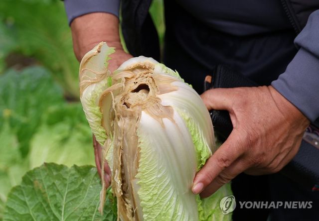 무름병 걸린 배추