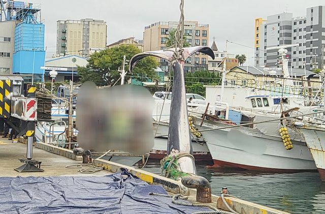 어선에 혼획된 대형 고래
