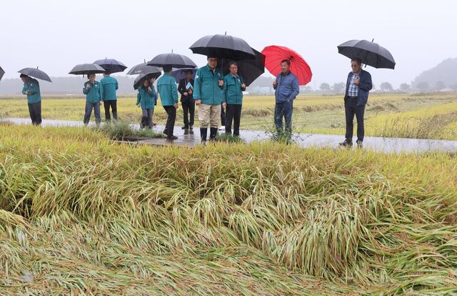 삼척시, 벼 수확 앞둔 현장 점검