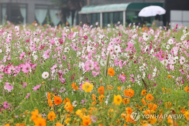 비 내리는 제주