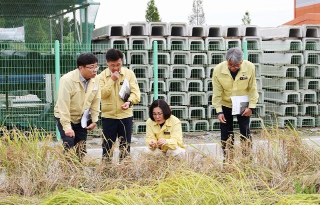 지난 15일 제때 수확 못 한 벼를 살펴보고 있는 김보라(오른쪽에서 두번째) 안성시장