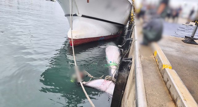 어선에 혼획된 대형 고래