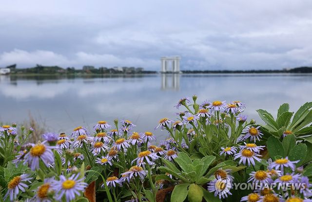 빗물 머금은 해국