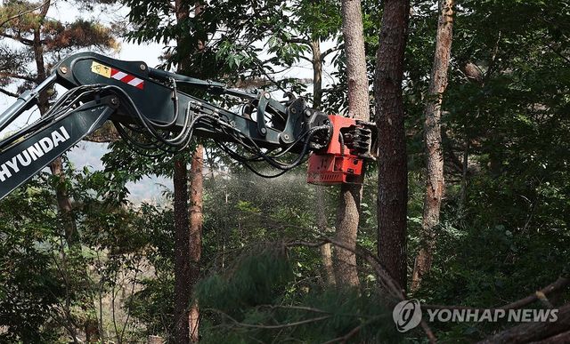 소나무재선충병 감염 나무 벌목
