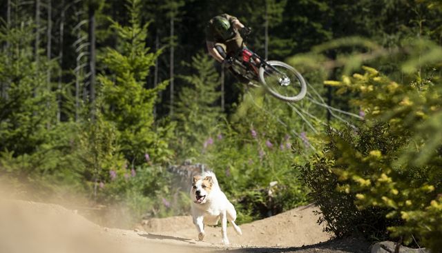 '강아지와 함께'