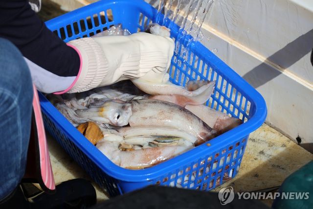 서해산 오징어 손질하는 상인