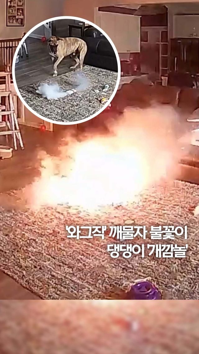 [쇼츠] '와그작' 깨물자 불꽃이…댕댕이 '개깜놀' - 2