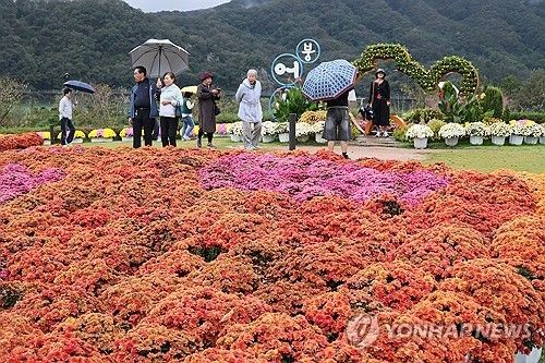 임실 붕어섬에서 꽃구경