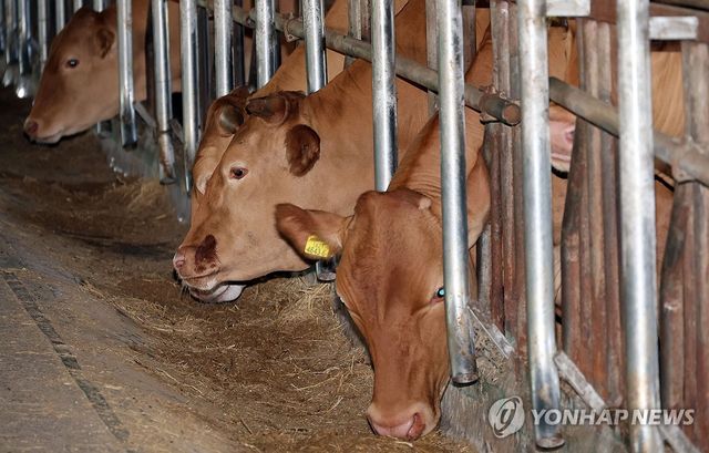 돼지·소고기 공급 줄어 가격 강세…국산·수입산 다 올라 - 2