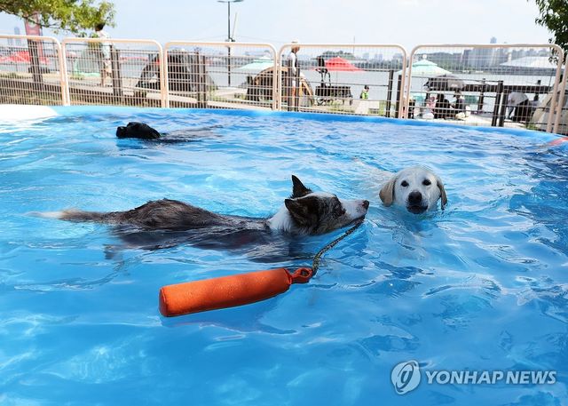 신나는 반려견 물놀이