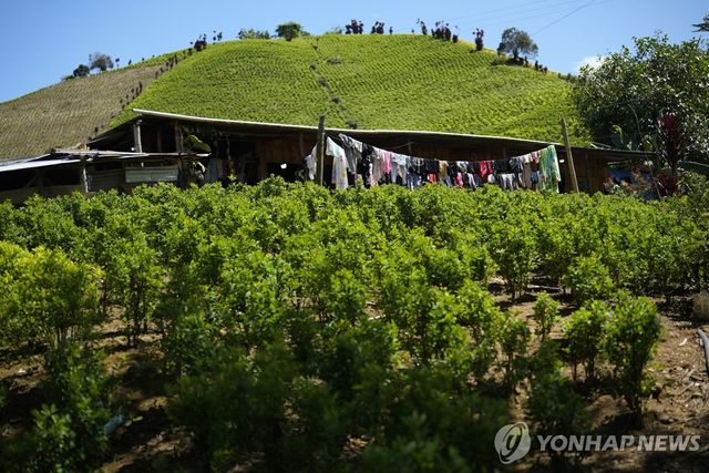 콜롬비아 미카이 협곡의 코카 농가