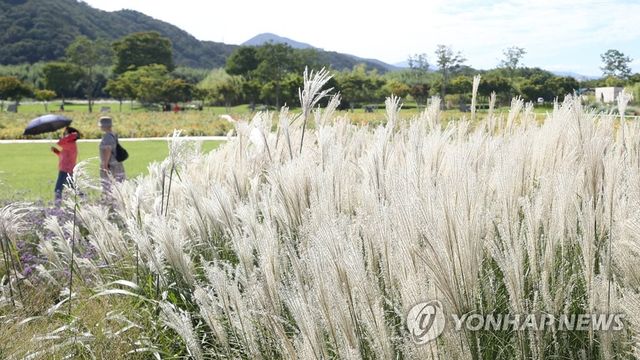 울산 태화강 국가정원 억새