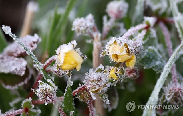 서리 내린 대관령