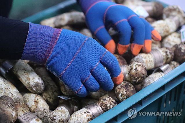 분류 작업 중인 양양 송이