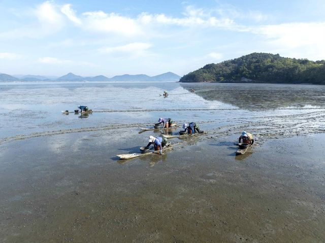 고흥 갯벌