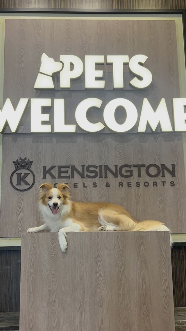 켄싱턴리조트 충주 부총지배견 케니