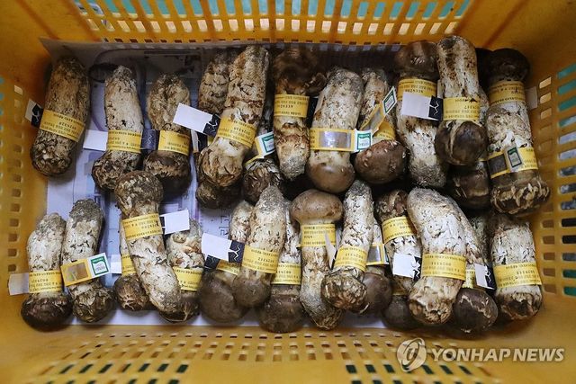 등급 분류 작업 끝난 양양 송이