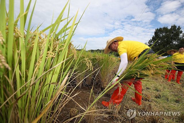 가을걷이 나선 김재욱 칠곡군수