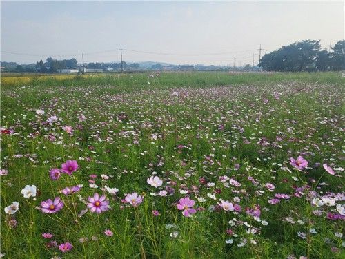 '봉선 홍경사지'에 조성된 코스모스 꽃밭