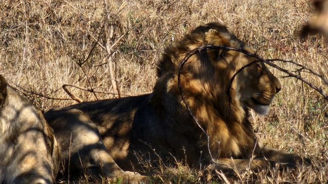 2023년 8월 31일 남아공 크루거 국립공원의 사자