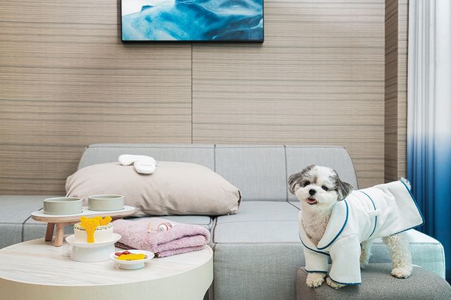 시그니엘부산 '미 앤 마이 펫' 패키지 