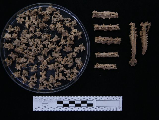 대성동 고분군 39호분에서 발견된 꿩 척추뼈