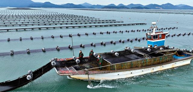 장흥 무산김 채취